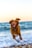 dog running on beach during daytime