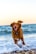 dog running on beach during daytime