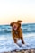 dog running on beach during daytime