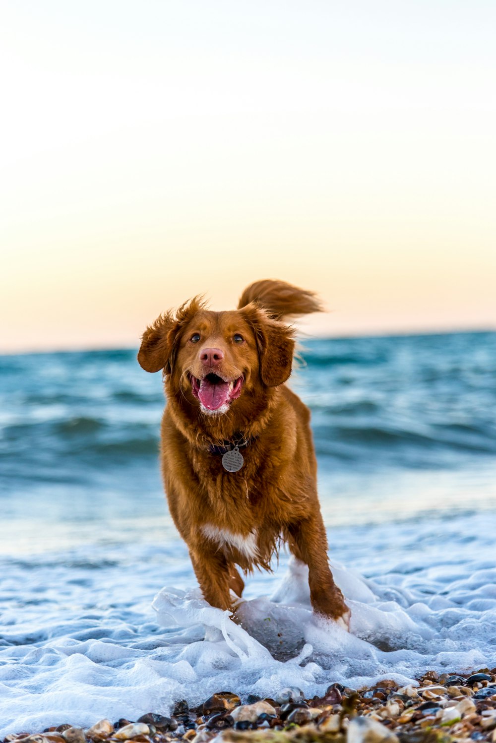 Cachorro correndo na praia durante o dia