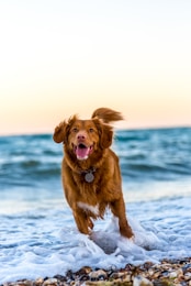 Dog outdoors adventure