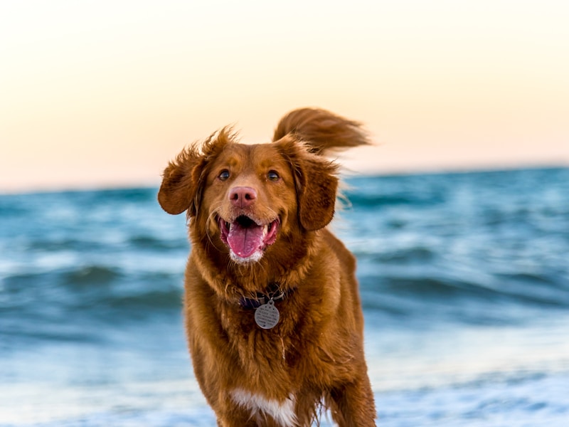 dog running on beach during daytime