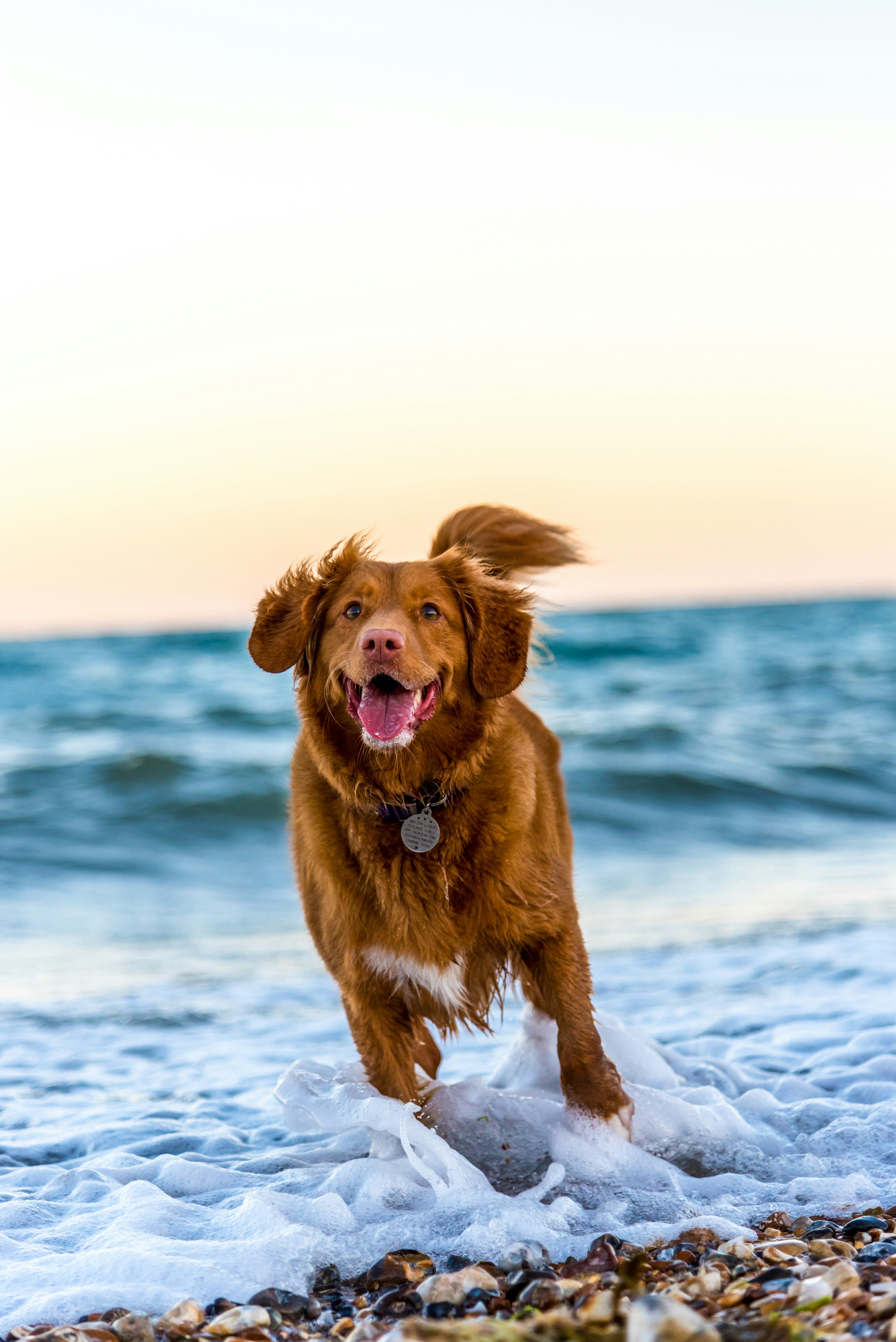 Nova Scotia Duck Tolling Retriever for PuppyHero.com:
https://puppyhero.com/breed/nova-scotia-duck-tolling-retriever