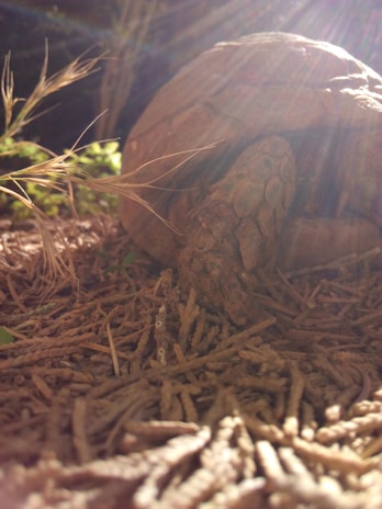 Tortoises basking on warm stones with dappled sunlight filtering through leaves.