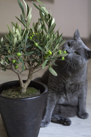 A gray cat is sitting next to a potted olive tree with several small, green olives and lush green leaves. The cat is sniffing the leaves, showing curiosity towards the plant. The pot is black and placed on a light-colored floor.