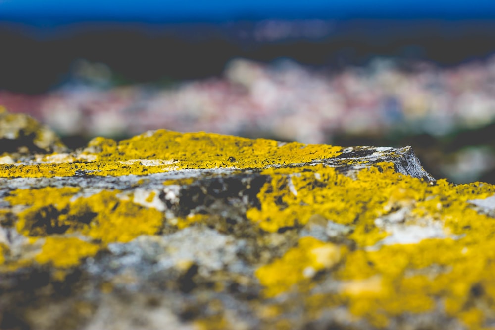 selective focus photography of fossil