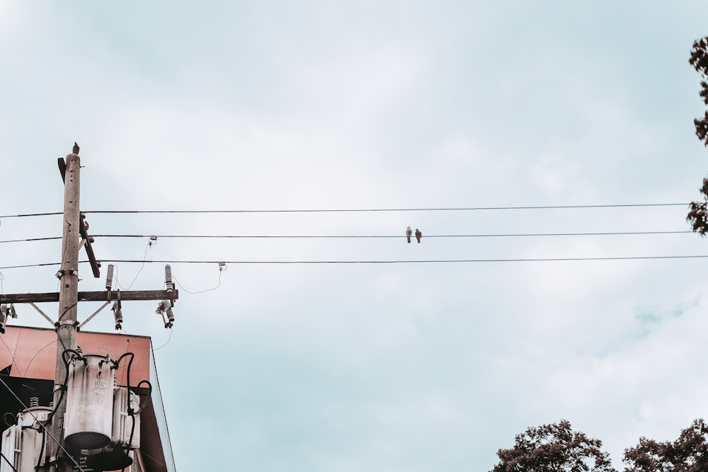 black bird on post cable