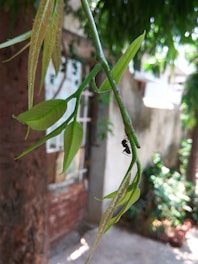 A black ant is seen climbing on a green leafy branch, set against a blurred background of a tree trunk and a building wall. The focus is primarily on the ant and the vibrant green leaves.