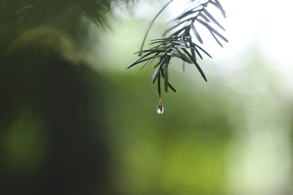 緑の葉の水露