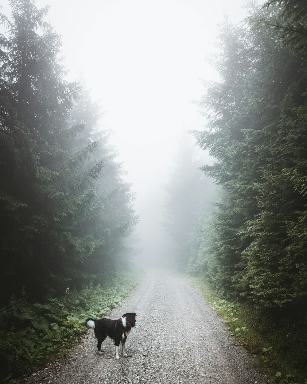 black and white dog standing on path surrounded by trees