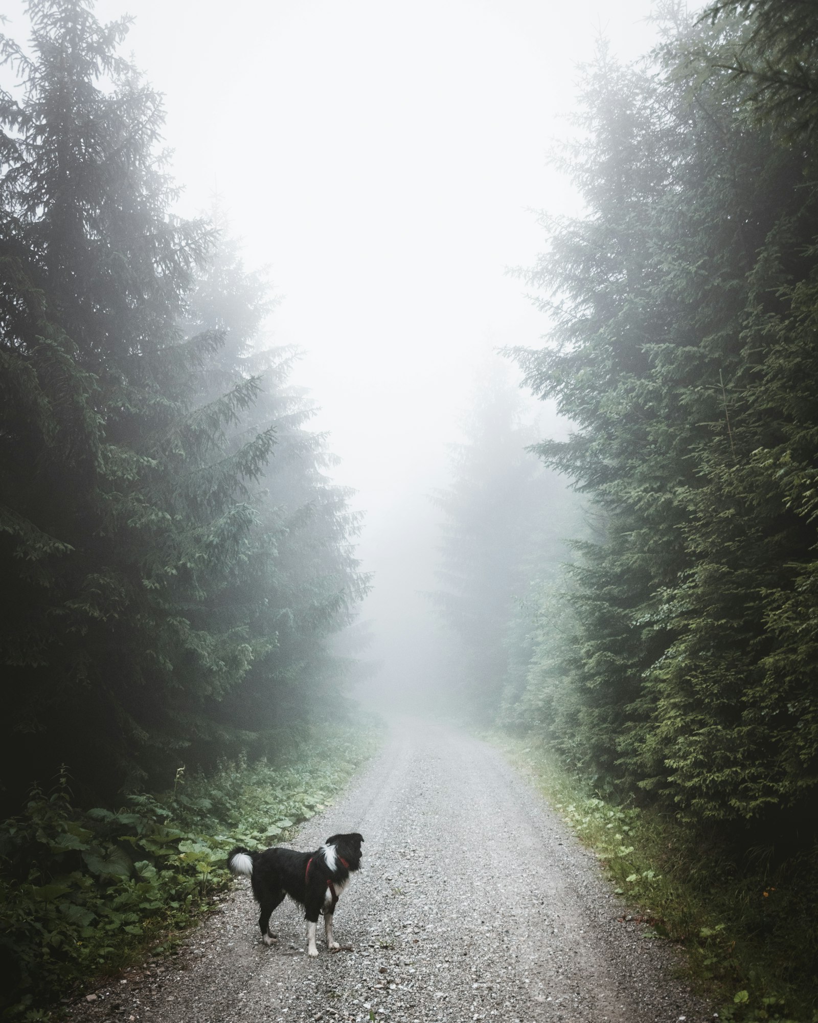 Nikon D3400 + Sigma 10-20mm F3.5 EX DC HSM sample photo. Black and white dog photography