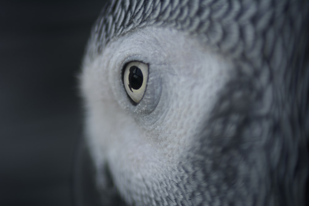 Búho gris y blanco