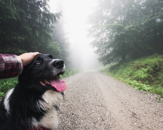 A friendly dog with black and white fur is being petted on the head. The dog has its tongue out and looks happy. A foggy, tree-lined gravel path stretches into the distance, creating a serene and mysterious atmosphere.