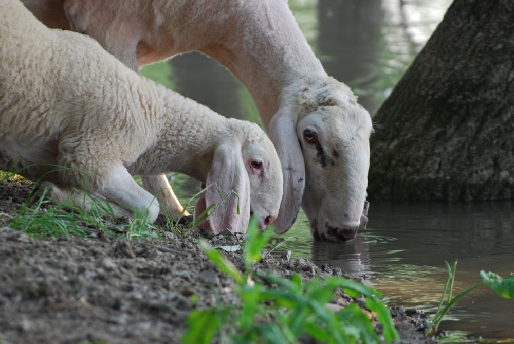 two white sheep drinking water