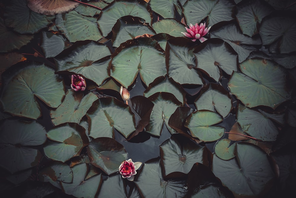 top view photography of red lotus flowers
