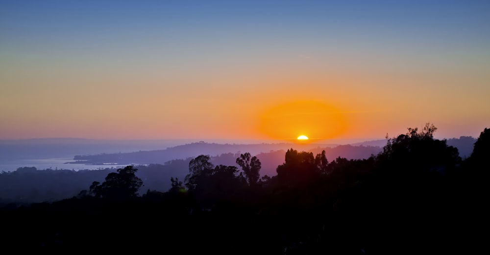 silhouette of tree during golden hour