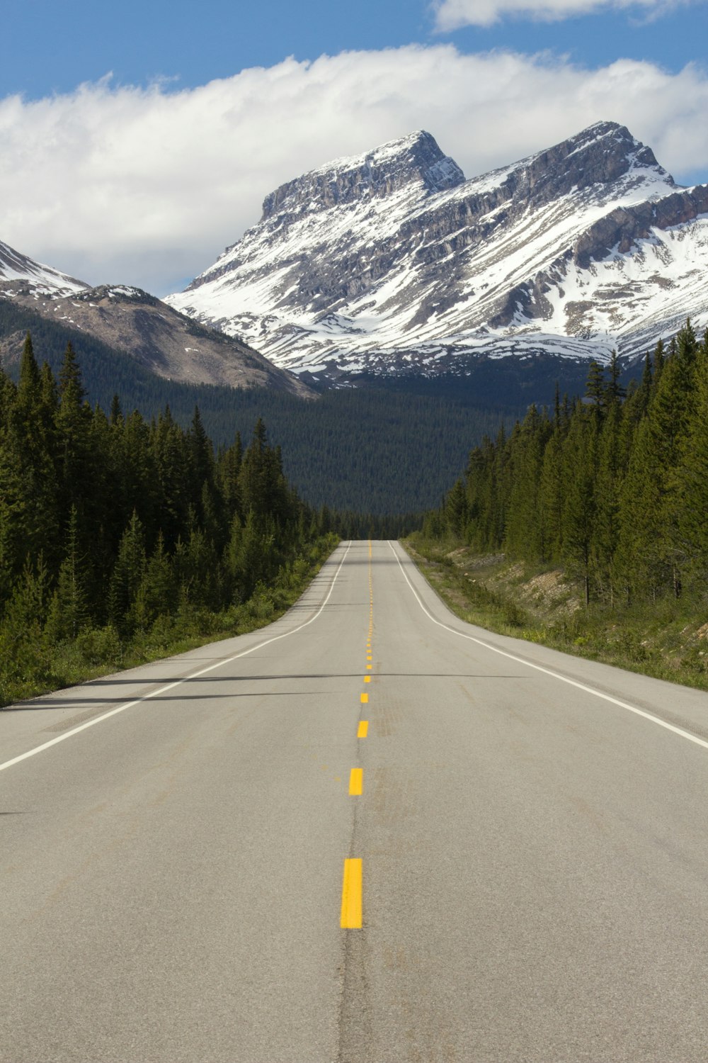 strada dritta tra gli alberi