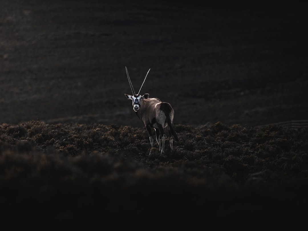 travelers stories about Wildlife in Karoo National Park, South Africa