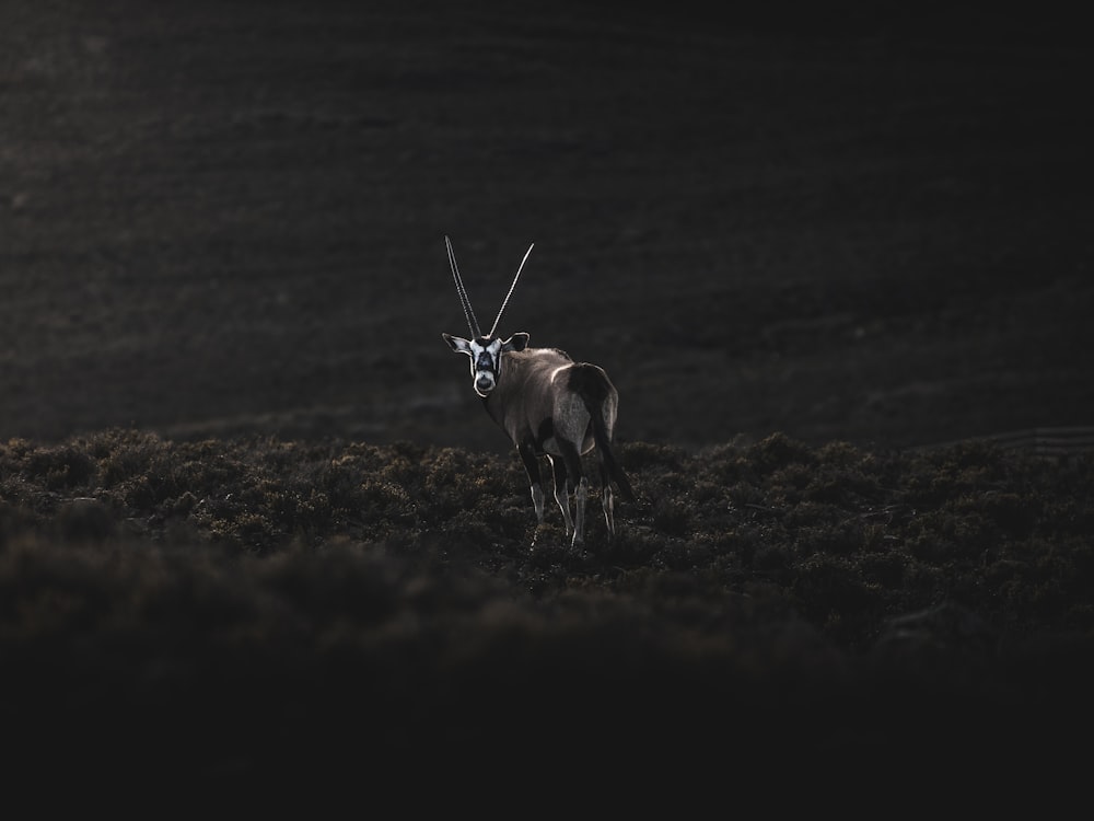 brown mammal standing on ground