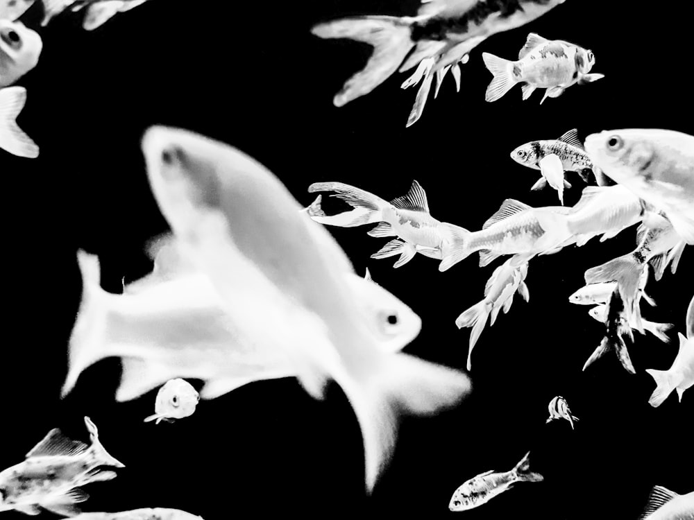 white and black fish wallpaper