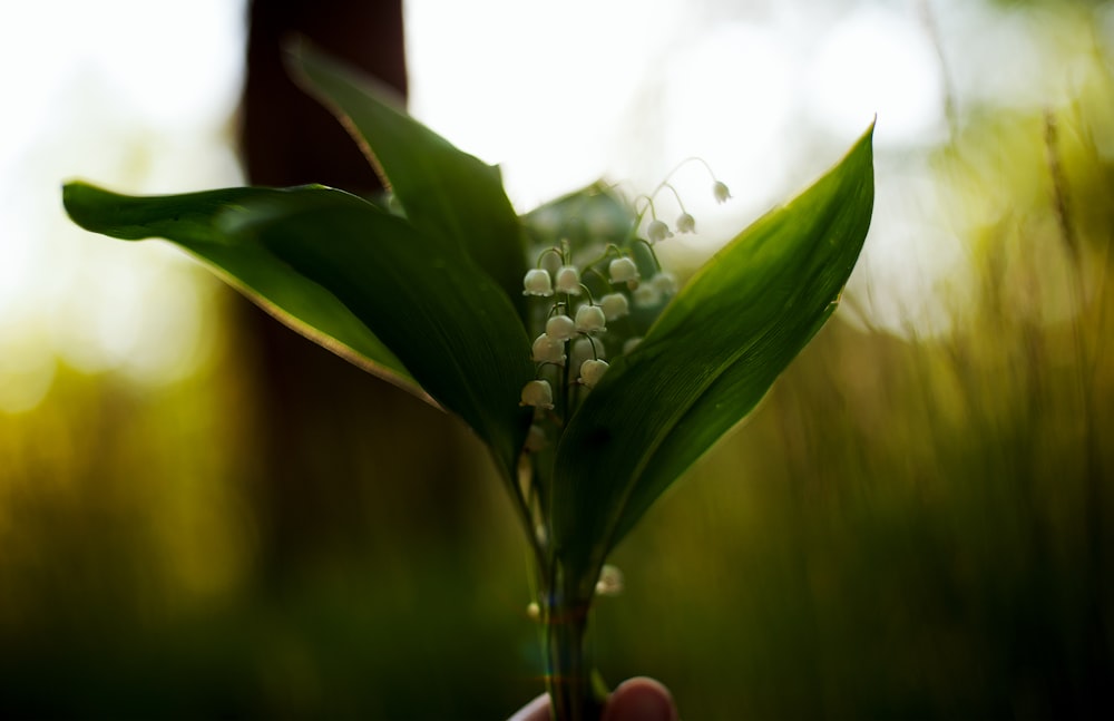 selective focus photography of white petaled flower