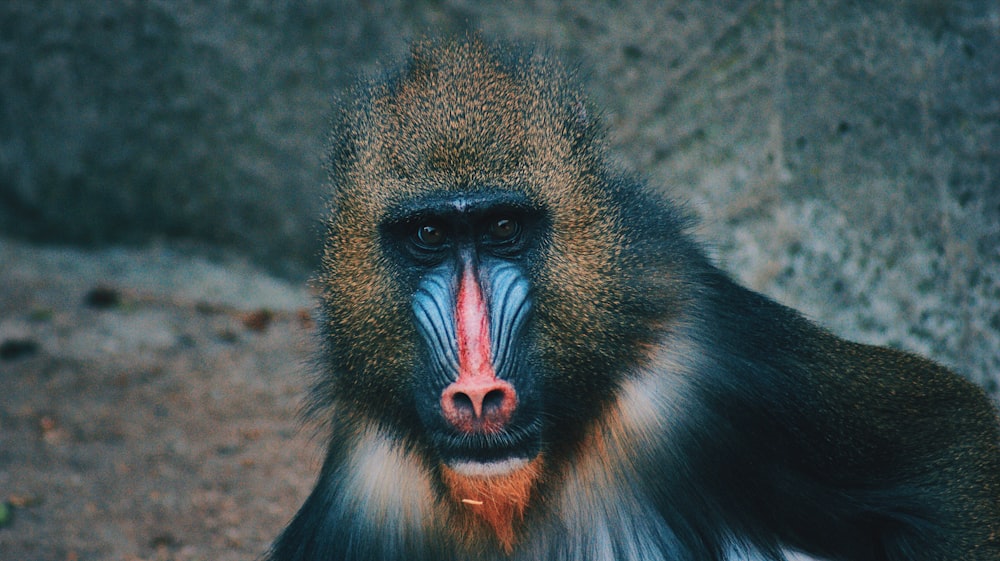 selective focus photography of baboon