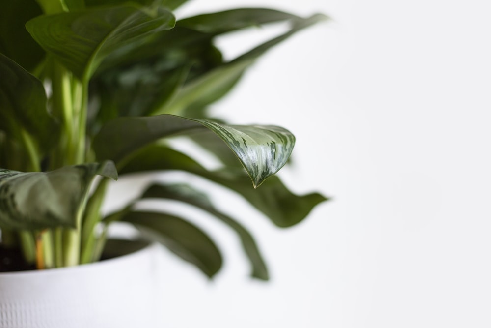 green leaf plant in white pot