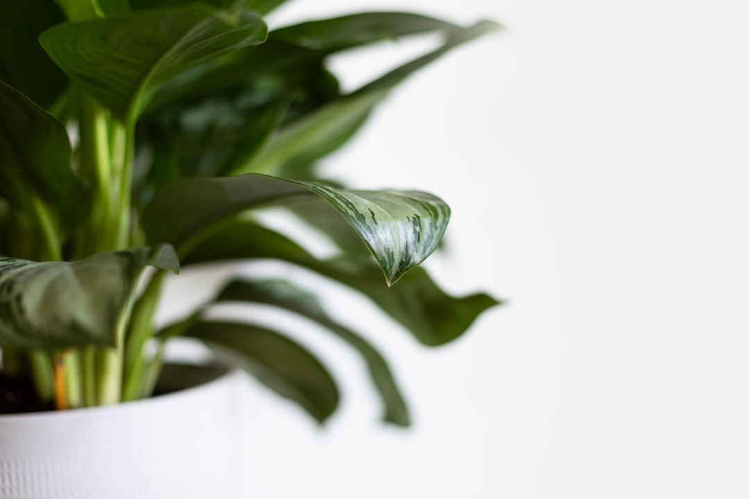 green leaf plant in white pot