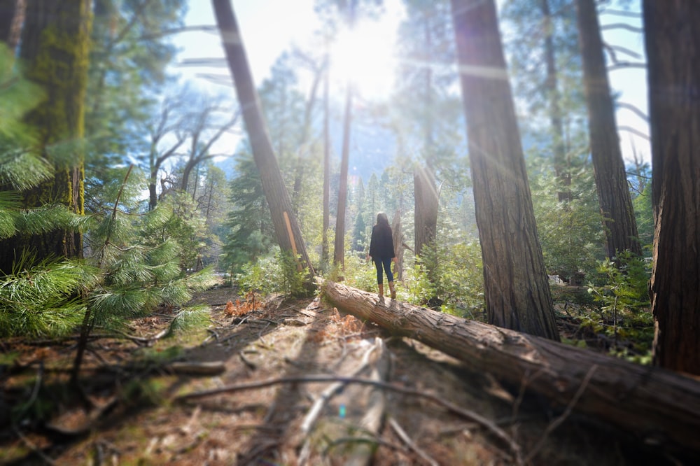 a person walking on a log in a forest