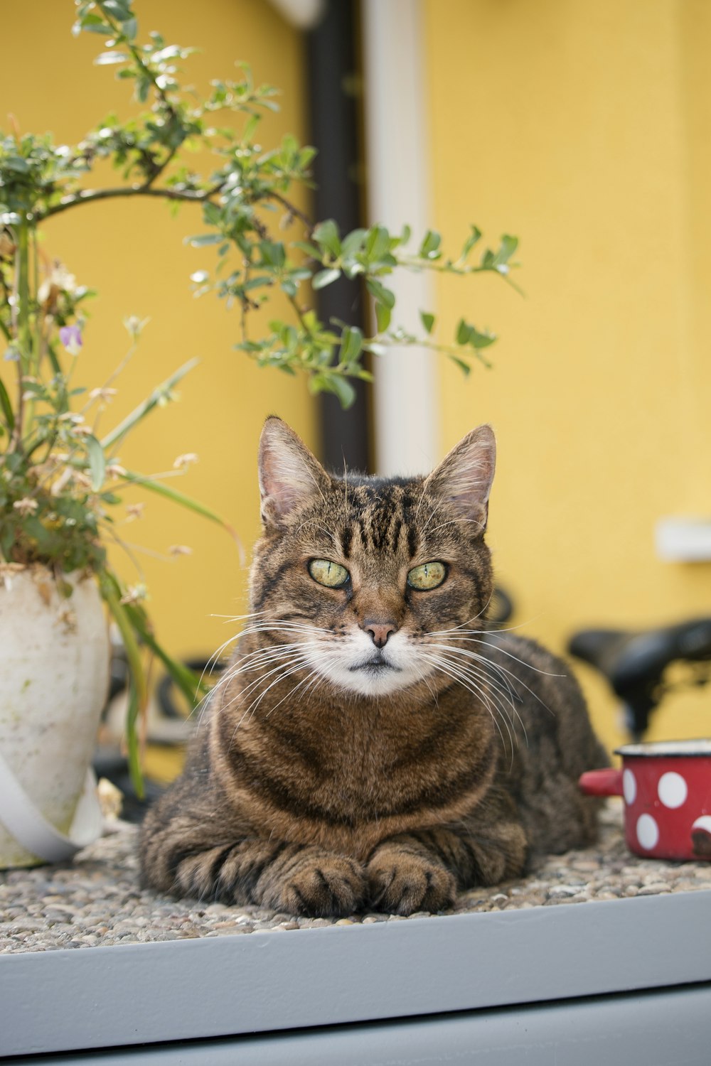 brown and black tabby cat