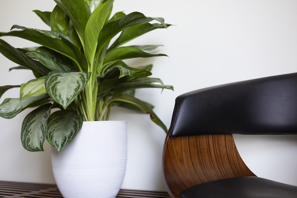 potted dumb cane plant near furniture