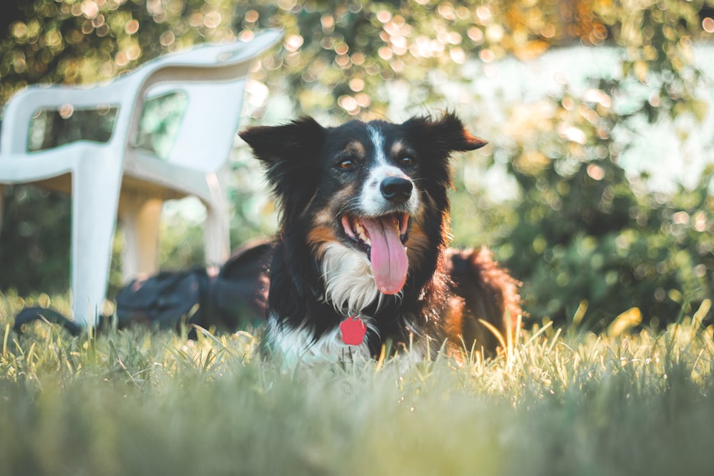 selective focus photography of long-coated black and white dog