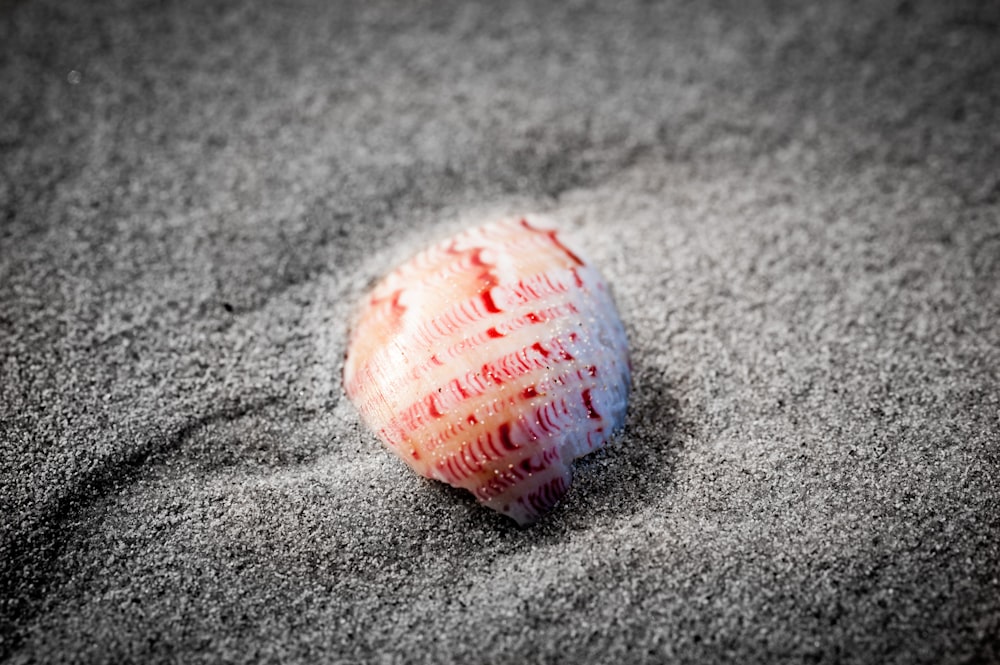 seashell on gray sand