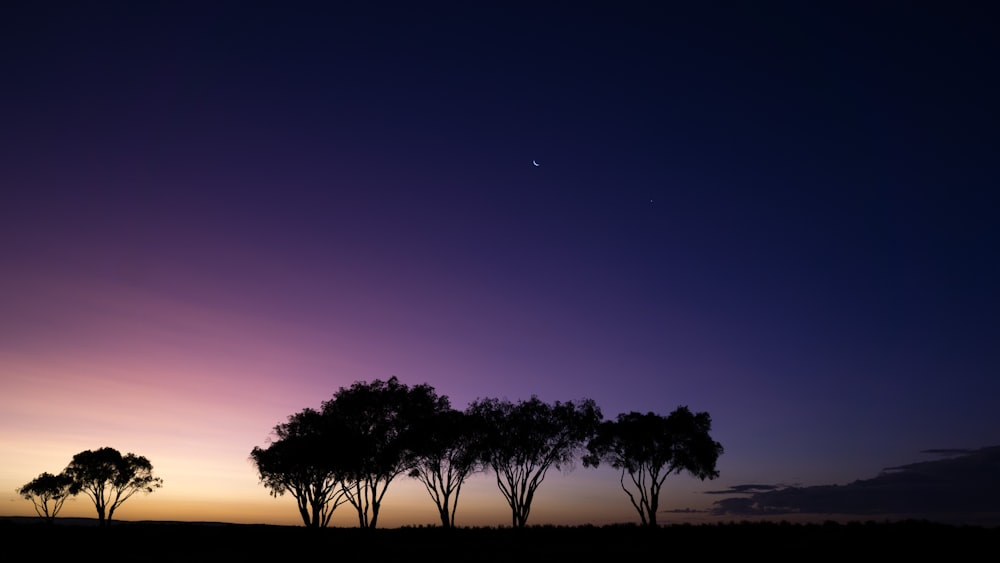 silhouette of trees during golden hour