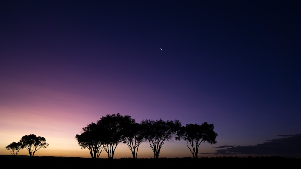 silhouette d’arbres pendant l’heure dorée