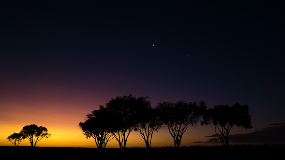 silhouette of trees at savanna