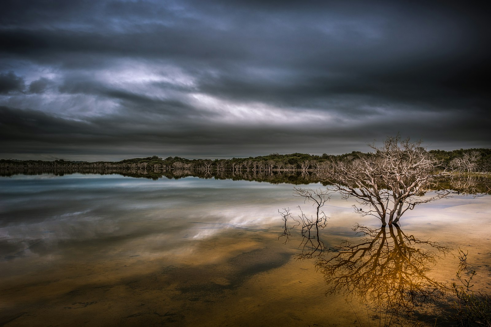 Nikon D700 sample photo. Brown tree near cliff photography