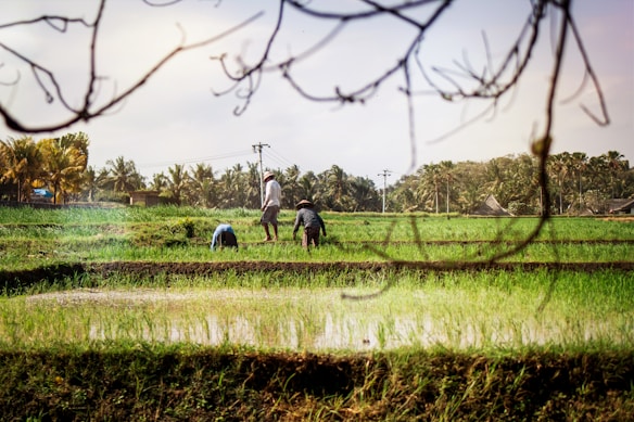 Three people working in a lush green field, possibly engaging in agricultural activities. The scene is set against a backdrop of palm trees and clear skies, with thin branches in the foreground.