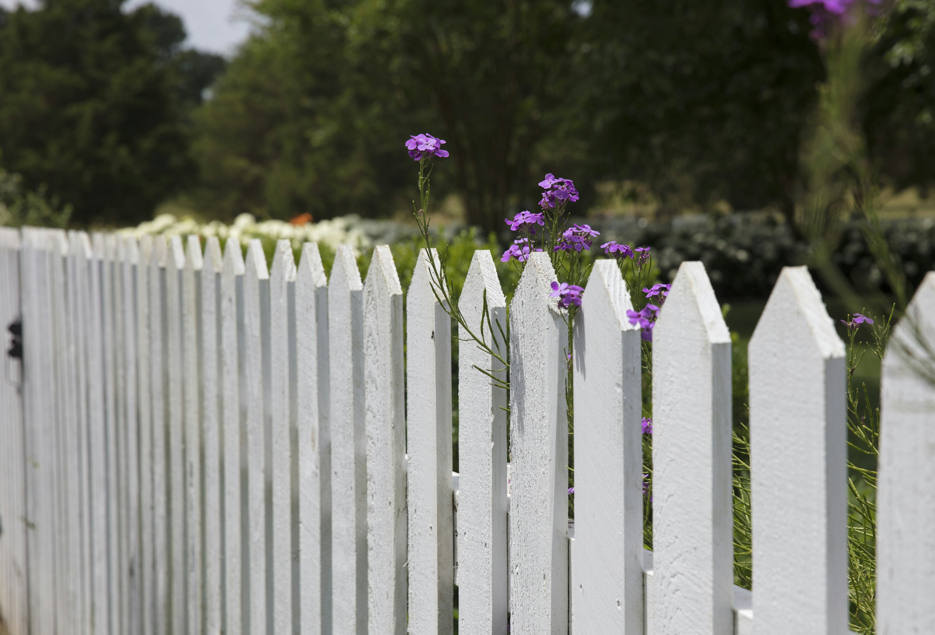 Deck & Fence Staining