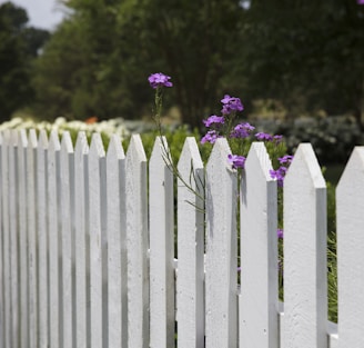 pink petaled flowers blooms near fence