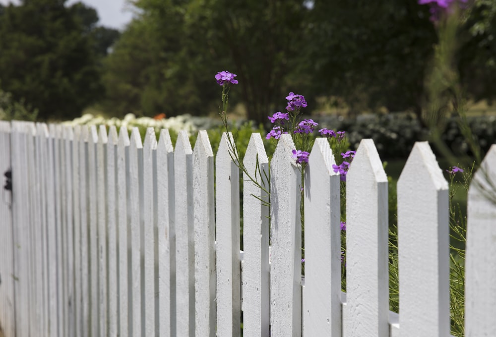 フェンスの近くにピンクの花びらの花が咲く