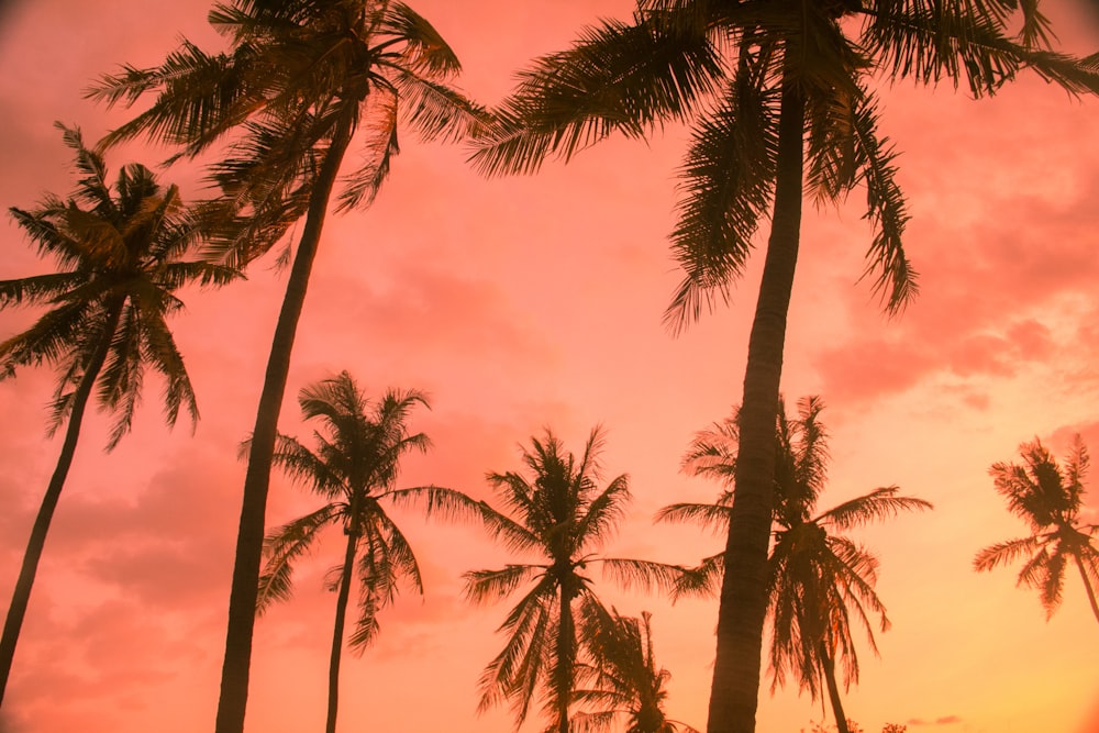 Vista de baixo ângulo da palmeira durante a hora dourada