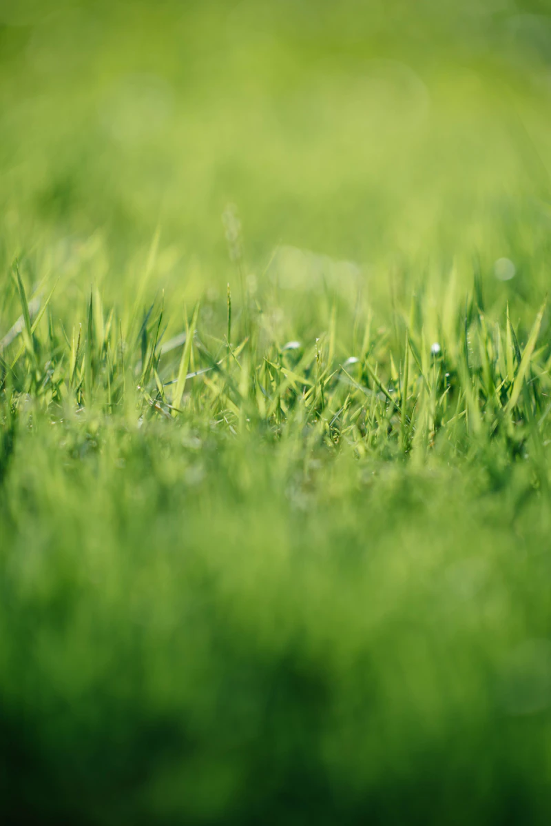Close-up of healthy green grass