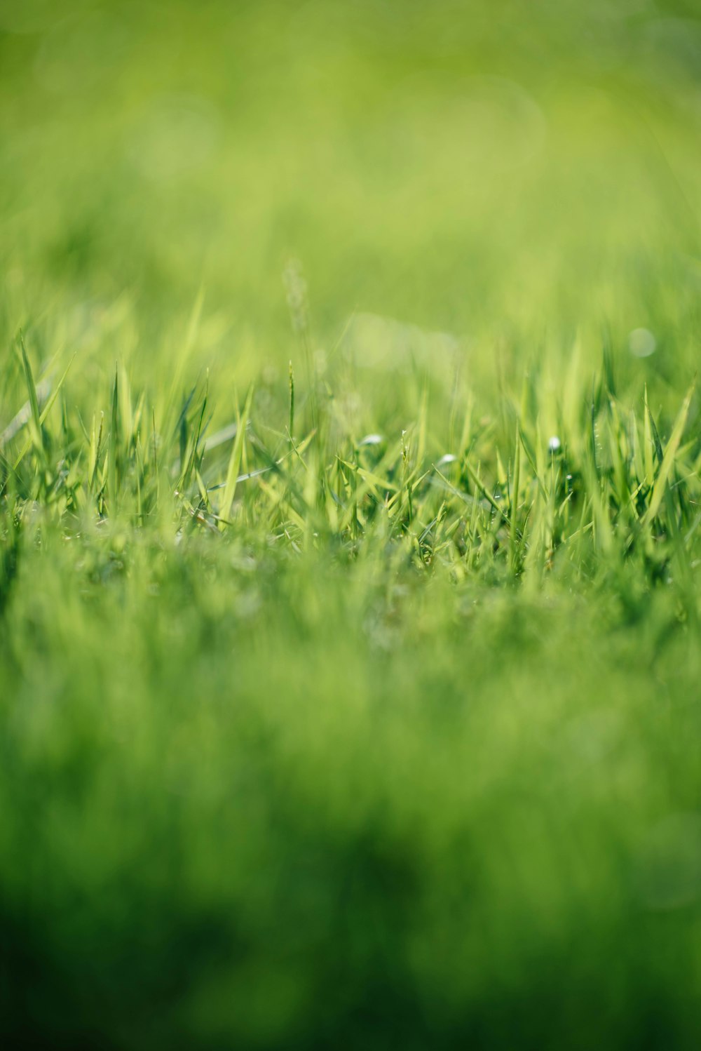 Photographe en gros plan d’herbe verte
