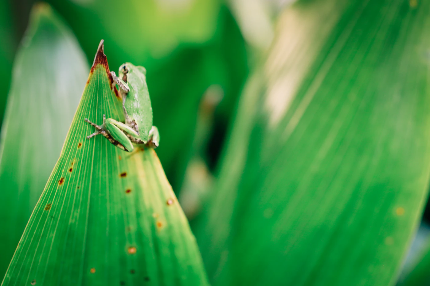 A green tree frog on a wet leaf