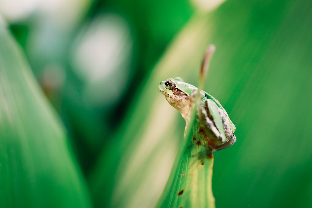Fotografía de enfoque selectivo de rana verde en hoja verde