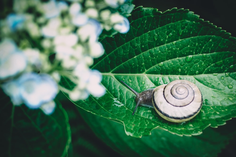 selective focus photography of snail on green leafed plant