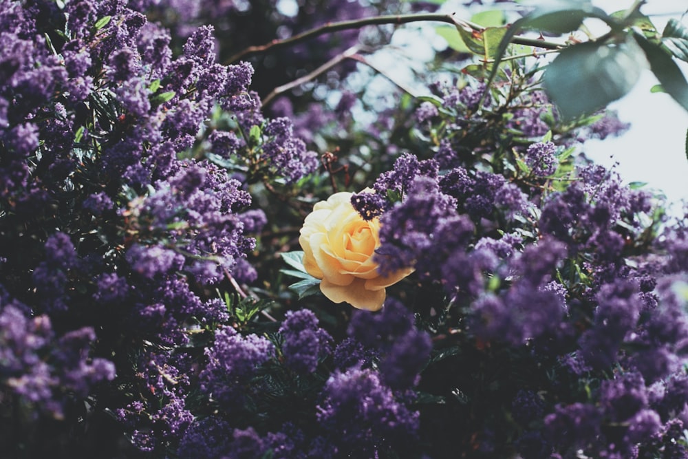 fleur à pétales jaunes près de fleurs à pétales violets