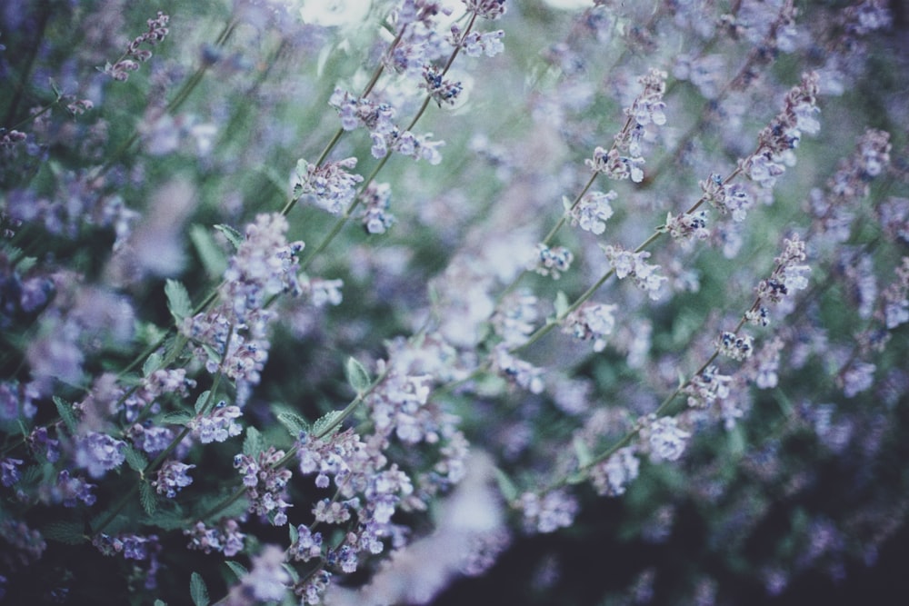 selective focus photography of white petaled flower