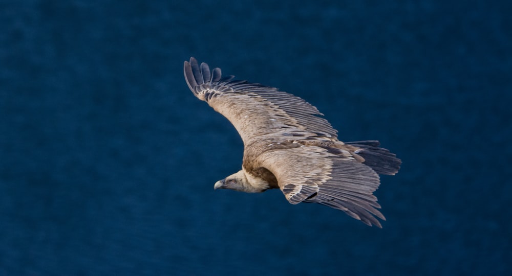 brown bird flying at daytime